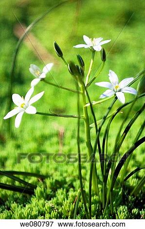 White Spring Flowers. Ornithogalum umbellatum. April 2008. Maryland, USA. View Large Photo Image Stock Photo - White Spring Flowers. Ornithogalum umbellatum. April 2008. Maryland, USA.. Fotosearch