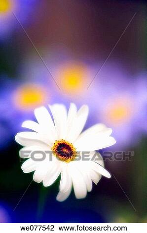White Swan River Daisy. Brachycome. Brachycome lberidifolia. June 2006, Maryland, USA View Large Photo Image Stock Image - White Swan River Daisy. Brachycome. Brachycome lberidifolia. June 2006, Maryland, USA. Fotosearch