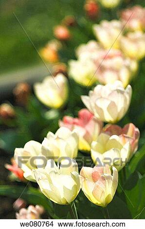 White Tulips with Flecks of Pink in Bloom. Tulipa hybrid. April 2007. Maryland, USA. View Large Photo Image Picture - White Tulips with Flecks of Pink in Bloom. Tulipa hybrid. April 2007. Maryland, USA.. Fotosearch