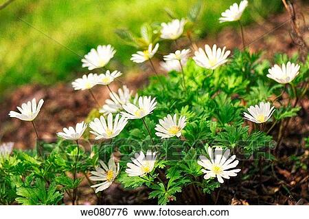 White Windflowers. Anemone blanda. May 2007. Maryland, USA. View Large Photo Image Stock Photograph - White Windflowers. Anemone blanda. May 2007. Maryland, USA.. Fotosearch