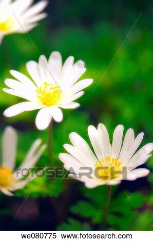 White Windflowers. Anemone blanda. May 2007. Maryland, USA. View Large Photo Image Stock Photography - White Windflowers. Anemone blanda. May 2007. Maryland, USA.. Fotosearch