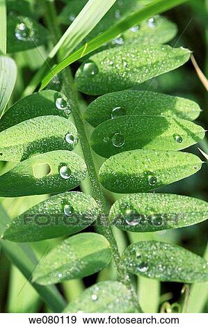 Stock Photo - Wild vetch with raindrops after heavy spring rainfall. Fotosearch