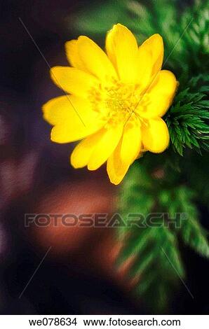 Winter Aconite. Eranthis hyemalis. March 2006, Maryland, USA View Large Photo Image Picture - Winter Aconite. Eranthis hyemalis. March 2006, Maryland, USA. Fotosearch