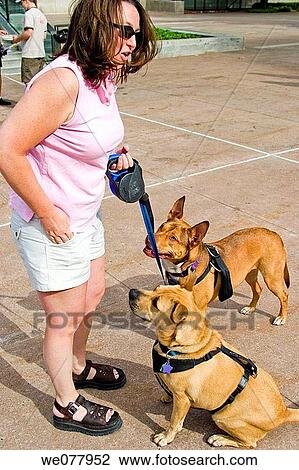 Woman giving commands to her two dogs View Large Photo Image Stock Image - Woman giving commands to her two dogs. Fotosearch