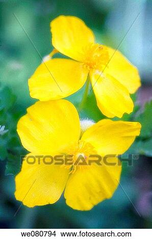Wood Poppy. Stylorphorum diphyllum. April 2007. Maryland, USA. View Large Photo Image Picture - Wood Poppy. Stylorphorum diphyllum. April 2007. Maryland, USA.. Fotosearch
