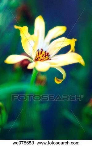 Stock Image - Yellow African Daisy. Dimorphotheca barberiae. April 2007, Maryland, USA. Fotosearch