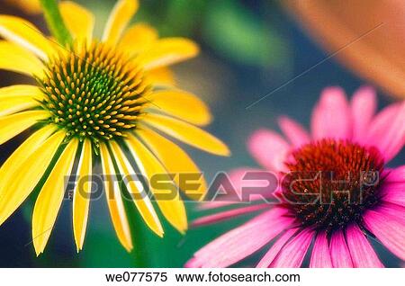 Yellow and Pink Coneflower Duo. Echinacea hybrid. July 2007, Maryland, USA View Large Photo Image Stock Photography - Yellow and Pink Coneflower Duo. Echinacea hybrid. July 2007, Maryland, USA. Fotosearch