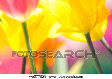 Stock Photo - Yellow and Pink Tulips. Tulipa hybrid. April 2007, Maryland, USA. Fotosearch