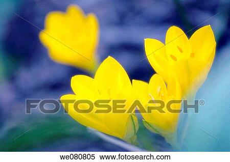 Yellow Autumn Crocus. Crocus sternbergia lutea. September 2007. Maryland, USA. View Large Photo Image Stock Photography - Yellow Autumn Crocus. Crocus sternbergia lutea. September 2007. Maryland, USA.. Fotosearch