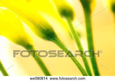Picture - Yellow Calla Lily Bouquet. Zantedeschia. April 2006, Maryland, USA. Fotosearch