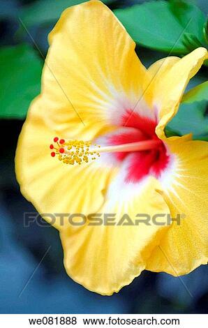 Yellow China Rose Bloom. Hibiscus hybrid. May 2008. Maryland, USA. View Large Photo Image Stock Photo - Yellow China Rose Bloom. Hibiscus hybrid. May 2008. Maryland, USA.. Fotosearch