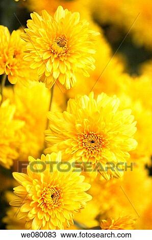 Yellow Chrysanthemum Flowers. November 2007, Maryland, USA View Large Photo Image Stock Image - Yellow Chrysanthemum Flowers. November 2007, Maryland, USA. Fotosearch
