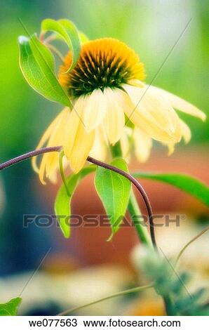 Yellow Coneflower. Echinacea hybid. July 2007, Maryland, USA View Large Photo Image Stock Image - Yellow Coneflower. Echinacea hybid. July 2007, Maryland, USA. Fotosearch