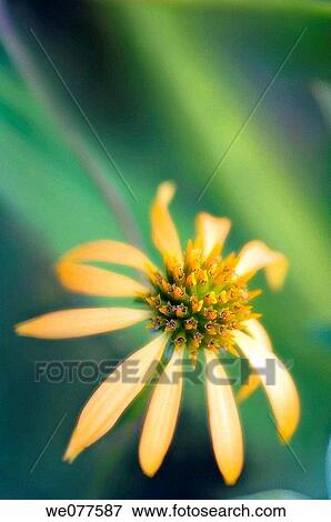 Yellow Coneflower. Echinacea hybrid. July 2007, Maryland, USA View Large Photo Image Stock Photo - Yellow Coneflower. Echinacea hybrid. July 2007, Maryland, USA. Fotosearch