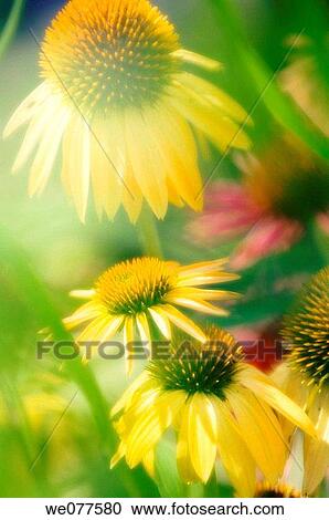 Yellow Coneflowers. Echinacea hybrid. July 2007, Maryland, USA View Large Photo Image Stock Image - Yellow Coneflowers. Echinacea hybrid. July 2007, Maryland, USA. Fotosearch