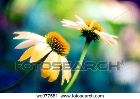 Yellow Coneflowers. Echinacea hybrid. July 2007, Maryland, USA View Large Photo Image Stock Image - Yellow Coneflowers. Echinacea hybrid. July 2007, Maryland, USA. Fotosearch