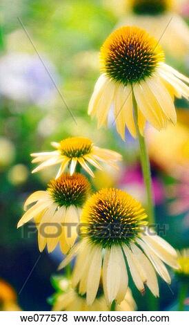 Yellow Coneflowers. Echinacea hybrid. July 2007, Maryland, USA View Large Photo Image Stock Photo - Yellow Coneflowers. Echinacea hybrid. July 2007, Maryland, USA. Fotosearch