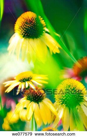 Yellow Coneflowers. Echinacea hybrid. July 2007, Maryland, USA View Large Photo Image Stock Photo - Yellow Coneflowers. Echinacea hybrid. July 2007, Maryland, USA. Fotosearch