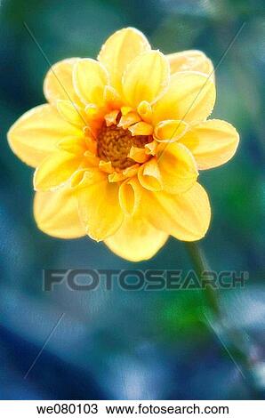 Yellow Dahlia in Bloom. November 2007, Maryland, USA View Large Photo Image Stock Image - Yellow Dahlia in Bloom. November 2007, Maryland, USA. Fotosearch