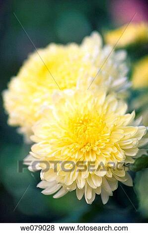Yellow Decorative Chrysanthemum Flowers. Dendranthema grandiflora. November 2007, Maryland, USA View Large Photo Image Stock Photo - Yellow Decorative Chrysanthemum Flowers. Dendranthema grandiflora. November 2007, Maryland, USA. Fotosearch
