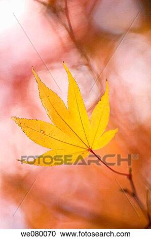 Yellow Japanese Maple Leaf Blown by the Wind. Acer palmatum. November 2007, Maryland, USA View Large Photo Image Stock Image - Yellow Japanese Maple Leaf Blown by the Wind. Acer palmatum. November 2007, Maryland, USA. Fotosearch