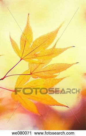Yellow Japanese Maple Leaves. Acer palmatum. November 2007, Maryland, USA View Large Photo Image Stock Image - Yellow Japanese Maple Leaves. Acer palmatum. November 2007, Maryland, USA. Fotosearch