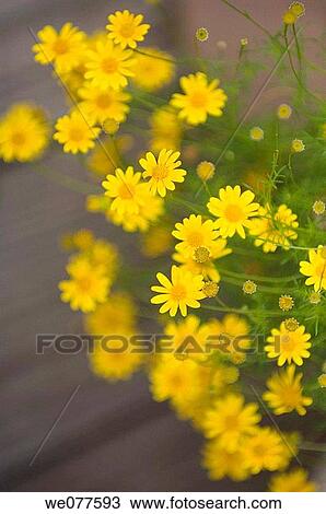 Yellow Marguerite Daisies. Argyranthemum frutescens. July 2007, Maryland, USA View Large Photo Image Stock Image - Yellow Marguerite Daisies. Argyranthemum frutescens. July 2007, Maryland, USA. Fotosearch
