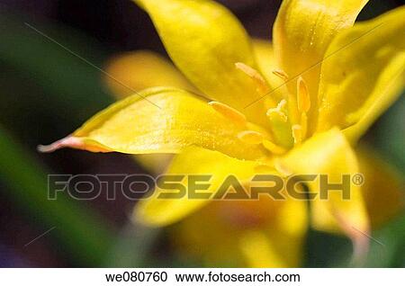 Yellow Specie Tulips in Bloom. Tulipa kolpakowskiana. April 2007. Maryland, USA. View Large Photo Image Stock Image - Yellow Specie Tulips in Bloom. Tulipa kolpakowskiana. April 2007. Maryland, USA.. Fotosearch