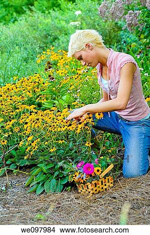 21 year old blond woman in a summer garden cutting perennial flowers View Large Photo Image Picture - 21 year old blond woman in a summer garden cutting perennial flowers. Fotosearch