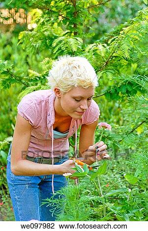 21 year old blond woman in a summer garden cutting perennial flowers View Large Photo Image Stock Image - 21 year old blond woman in a summer garden cutting perennial flowers. Fotosearch