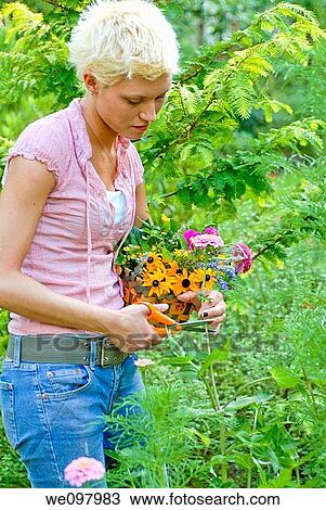 21 year old blond woman in a summer garden cutting perennial flowers View Large Photo Image Stock Image - 21 year old blond woman in a summer garden cutting perennial flowers. Fotosearch