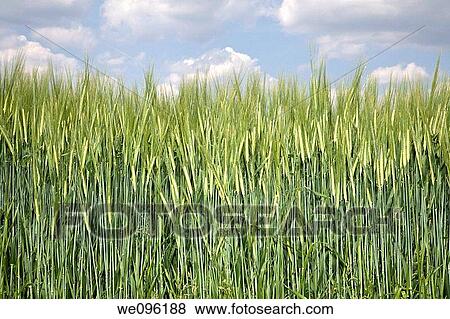 Stock Photo - a barley field on a cloudy day. Fotosearch