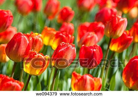 Stock Photo - A beautiful Spring time garden of red tulips. Fotosearch