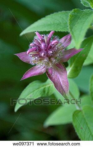 A bee balm bud beginning to extend it's petals View Large Photo Image Stock Image - A bee balm bud beginning to extend it's petals. Fotosearch