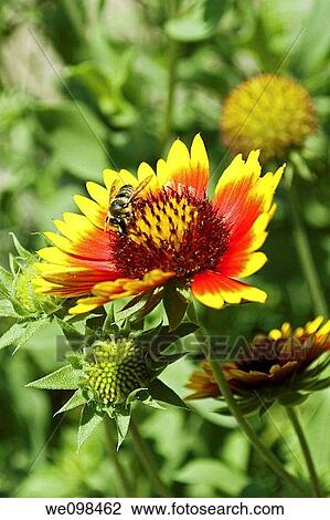 A bee visiting some Arizona Sun Gaillardia View Large Photo Image Stock Image - A bee visiting some Arizona Sun Gaillardia. Fotosearch