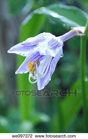 A bell shaped purple and white striped hosta flower View Large Photo Image Stock Image - A bell shaped purple and white striped hosta flower. Fotosearch