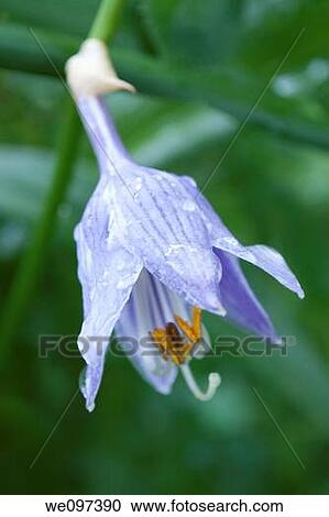 Stock Image - A bell shaped purple hosta bloom covered in raindrops. Fotosearch