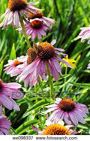 A black and orange butterfly visiting a bunch of Purple Coneflowers View Large Photo Image Stock Photo - A black and orange butterfly visiting a bunch of Purple Coneflowers. Fotosearch