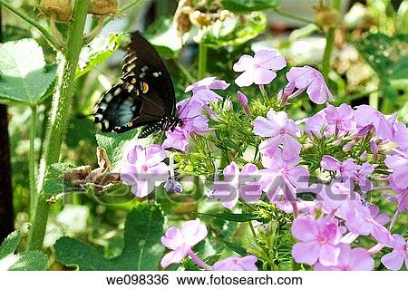 A black butterfly on purple Phlox flowers View Large Photo Image Stock Photograph - A black butterfly on purple Phlox flowers. Fotosearch