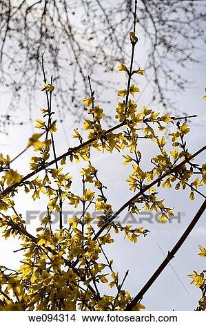 A blacklit scene of branches and blooming forsythia View Large Photo Image Picture - A blacklit scene of branches and blooming forsythia. Fotosearch
