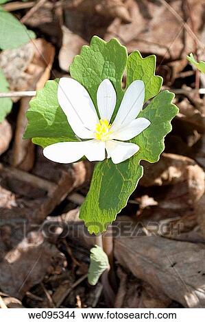 A blood root plant blooming wild in one of Ohio's metro parks View Large Photo Image Picture - A blood root plant blooming wild in one of Ohio's metro parks. Fotosearch