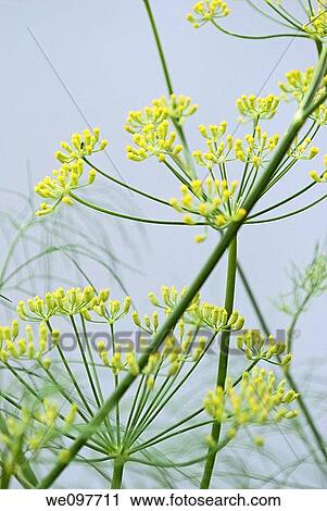A blooming fennel plant on a white background View Large Photo Image Stock Image - A blooming fennel plant on a white background. Fotosearch