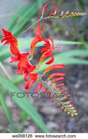 A blooming red Crocosmia View Large Photo Image Stock Photograph - A blooming red Crocosmia. Fotosearch