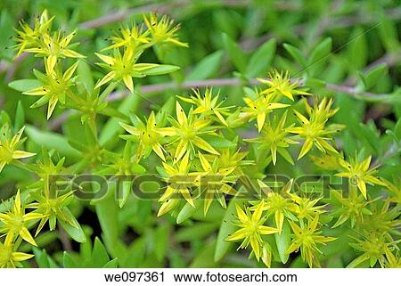 A blooming sedum called Golden Acre View Large Photo Image Stock Image - A blooming sedum called Golden Acre. Fotosearch