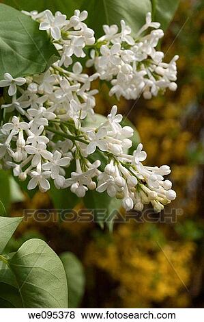 Stock Photo - A blooming white lilac in front of a yellow forsythia background. Fotosearch
