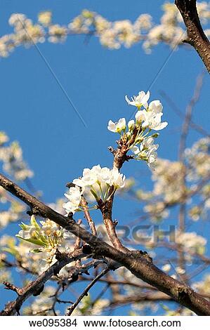 A blossoming plum tree on a bright Spring day View Large Photo Image Picture - A blossoming plum tree on a bright Spring day. Fotosearch