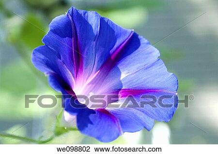 A blue and purple tricolor Morning Glory View Large Photo Image Stock Image - A blue and purple tricolor Morning Glory. Fotosearch