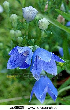A blue Baloon flower plant View Large Photo Image Stock Image - A blue Baloon flower plant. Fotosearch