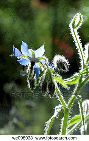 Stock Photo - A blue Borage flower backlit by the sun. Fotosearch