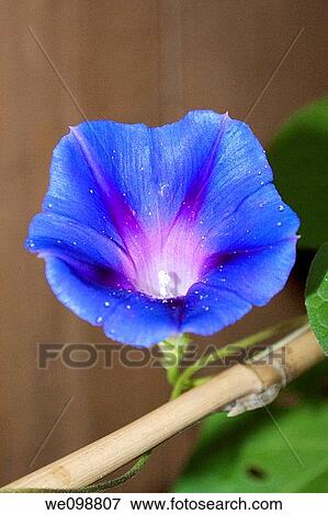 A blue droplet covered Morning Glory View Large Photo Image Stock Photo - A blue droplet covered Morning Glory. Fotosearch